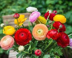 Ranunculus Mixed Colours Summer Flowering Bulbs Summer Bulbs Ranunculus Garden