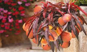 A simply stunning patio peach tree, 'crimson (r) bonfire' has been selected for it's unique and delightful burgundy purple foliage and red coloured peach fruits, all on a genetically dwarf tree too. Peach Crimson Bonfire Groupon