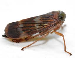 Image result for Landolphia incerta