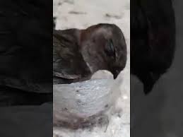 One out of four of the world's mammals and over 40 percent of amphibians are threatened with extinction due to human activity, including habitat destruction, overexploitation, climate change, and pollution, as well as human overpopulation. Edible Bird S Nest Youtube Edible Bird S Nest Bird Nest Edible