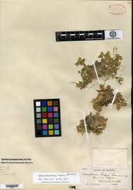 Image result for Cerastium octandrum