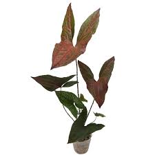 Image result for Pilea johnstonii