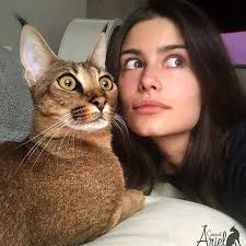 Ariel The Caracat! First Shorthair Maine Coon 🐈