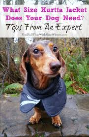 Never Fear Sizing For Hurtta Dog Jackets Is Easy Cool