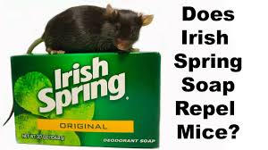 What scent will keep mice away? Does Irish Spring Soap Repel Rodents Mouse Mythbusters Youtube