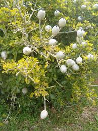 Image result for Gardenia ternifolia