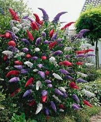 These trees and shrubs thrive in full sun and dry soil! 270 Full Sun Landscaping Ideas Shrubs Plants Garden Shrubs