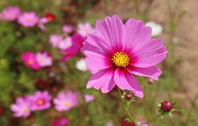 You can pick a design and write your own message and fill. Pick Your Own Bouquet Of Flowers At Gooseberry Bridge Farm
