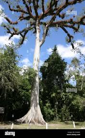 Image result for Ceiba