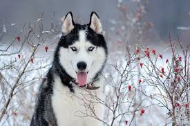 Sibirya Kurtlarinin Gozleri Neden Mavidir 2020 Alaska Husky Kopek Turleri Sibirya Husky