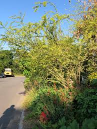 Image result for Acacia fleckii