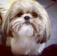 Sully From Glory Ridge Shih Tzu Shih Tzu Puppy Shih Tzu Puppies