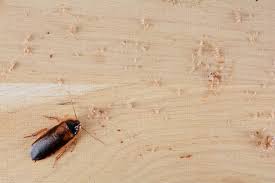 Luxurious modern homes, historic hotel and quaint cottages. Attracting Cockroaches To Your Home And How To Stop