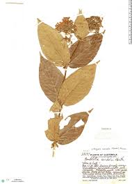 Image result for Rogiera cordata