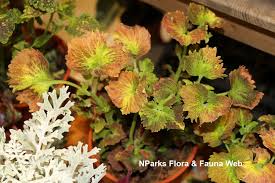 Image result for Coleus shirensis