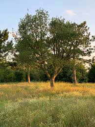 Image result for Quercus suber