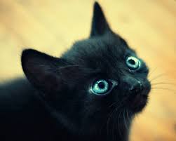 We did not find results for: Black Baby Blue Eyes Cute Cats Novocom Top