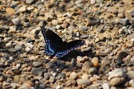 Black Butterfly Meaning I E What Does A Black Butterfly Mean In 2020 Law Of Attraction Law Of Attraction Money Law Of Attraction Tips