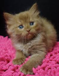 Vinton louisiana pets and animals 950 $. Black Ragdoll Kittens For Sale Novocom Top
