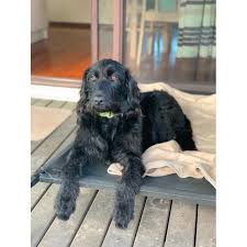 She was born with her 9 brothers and sisters. Harlow Large Female Golden Retriever X Labrador X Poodle Mix Dog In Nsw Petrescue