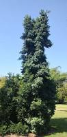 Image result for Podocarpus latifolius