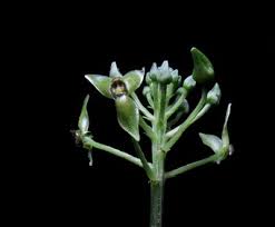 Image result for Malaxis weberbaueriana