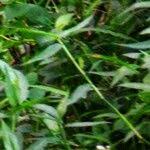 Image result for Persicaria barbata