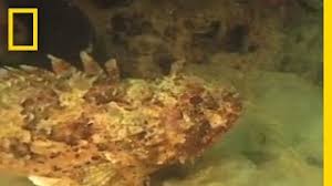 Turkish history is full of wonderful people, but posting random pictures of them without any relevant content with the sole purpose of karma farming is not allowed. Sea Mucus Blobs Pose Threat National Geographic Youtube