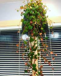 Prevent soil getting into the leaves and causing a big mess. Peperomia Ruby Cascade 1 Critical Growing Secret