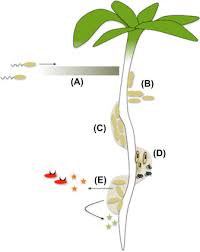 Use the search box to find the apps that you are looking for. Not Just Sweet Talkers How Roots Stimulate Their Colonization By Beneficial Bacteria Sciencedirect