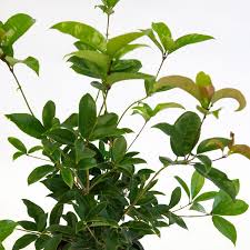 Large dark green leathery leaves and an upright to oval growth habit making it a natural backdrop for other smaller plants. Osmanthus Fragrans Aurantiacus
