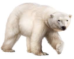 Ours Polaire Animals Polar Bear Bear