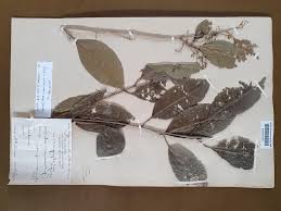 Image result for Vepris sansibarensis