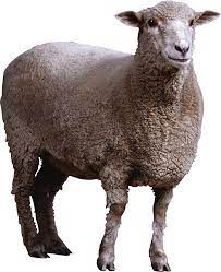 Download Png Image Sheep Png Image Animal Cutouts Animals Sheep