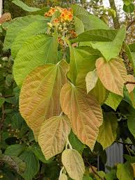 Image result for Grewia herbacea