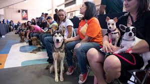 Spayathon and The Humane Society | The Puerto Rico Dog Fund