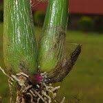 Image result for Polystachya cultriformis