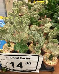 Pillow from e by design. This Would Be Really Nice If They Didn T Glue Down The Cactus In A Non Draining Pot At Home Depot Houseplants