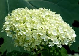 Maybe you would like to learn more about one of these? 10 Best Shrubs That Flower In Early Summer