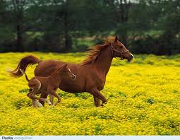 Paarden In Wei Paarden Dieren Mooi Mooie Paarden