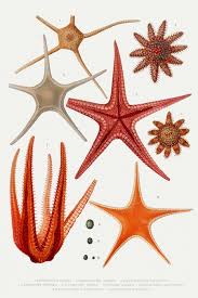 Phylum Echinodermata Overview Characteristics Examples Video Lesson Transcript Study Com