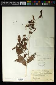 Image result for Rhabdophyllum