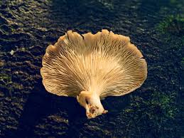 Ab wann, bis wann ist es vormittag? Worauf Sie Beim Pilzesammeln Achten Sollten Geo