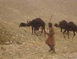 He died from severe dehydration. Strategies And Adaptive Mechanism Of Camel