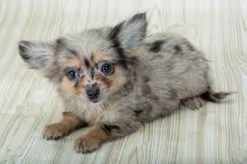 We did not find results for: 7 Facts You Never Knew About Merle Chihuahuas I Love My Chi