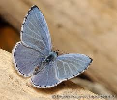 Image result for Celastrina argiolus
