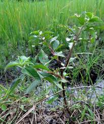 Image result for Ludwigia octovalvis