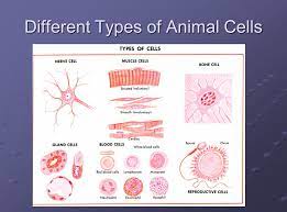 Animal cell culture is a common and widely used technique for the isolation of cells and their culture under artificial conditions. Cell And Their Organelles Ppt Video Online Download