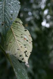 The seedling 'okame' resulted from fertilizing the female. What Causes Holes In My Cherry Tree Leaves Maryland Grows