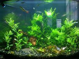 Caring For Water Wisteria Fish Tank Plants Planted Aquarium Tropical Fish Tanks